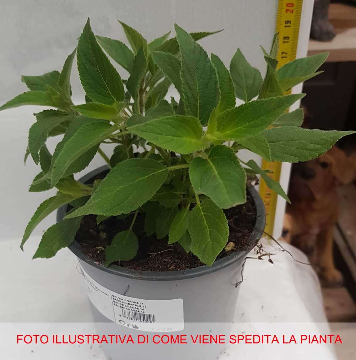 SALVIA ANANAS VASO 14CM