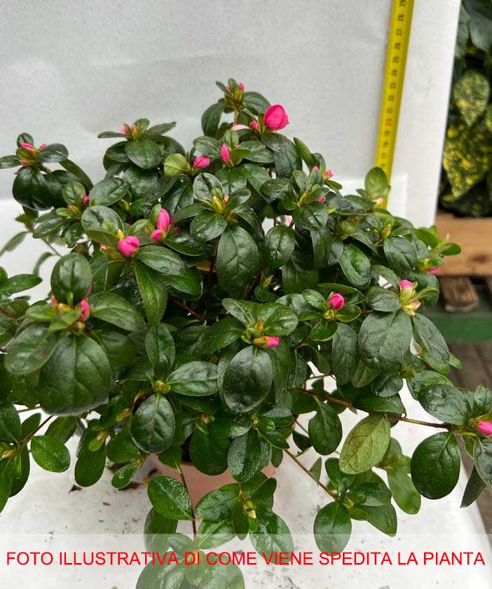 AZALEA JAPONICA RUSTICA NANNY VASO 12CM