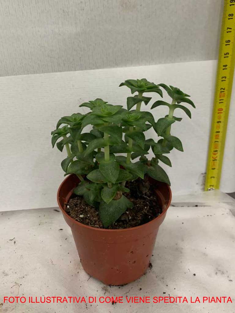 CRASSULA PERFORATA VASO 8.5CM