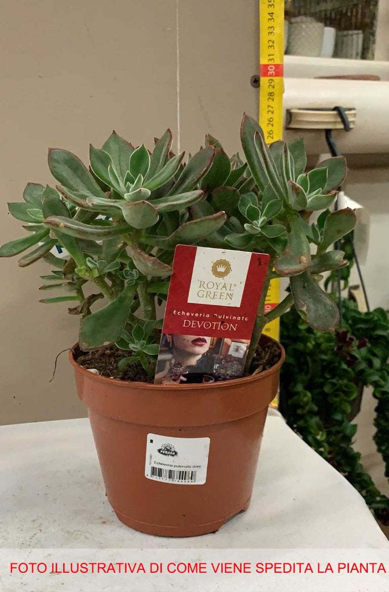 ECHEVERIA PULVINATA DEVOTION IN VASO 15CM