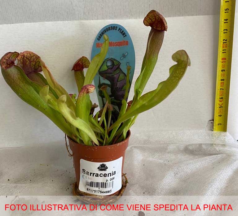 SARRACENIA VASO 6CM
