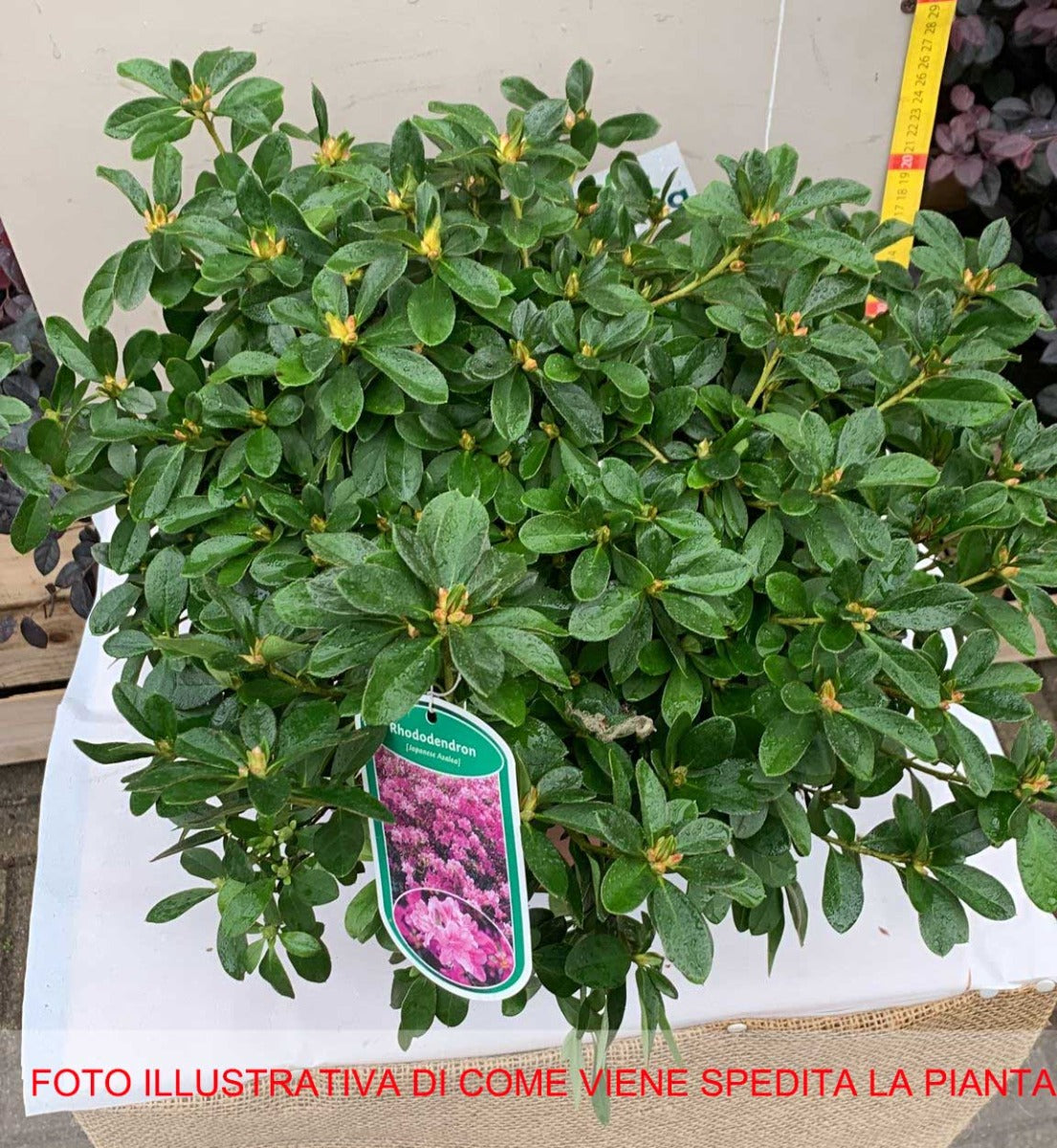 AZALEA JAPONICA PURPLE SPLENDOR VASO 19CM