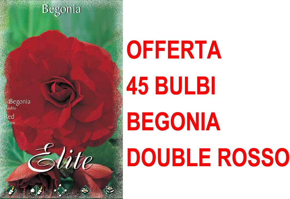 OFFERTA 45 BULBI BEGONIA DOUBLE ROSSO