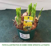 NARCISI TETE A TETE VASO 12CM