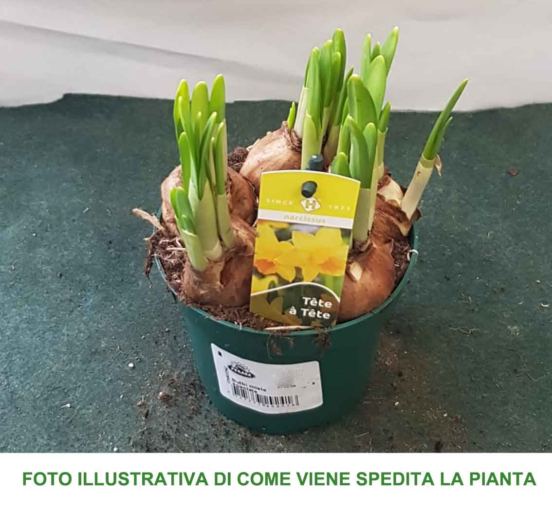 NARCISI TETE A TETE VASO 12CM