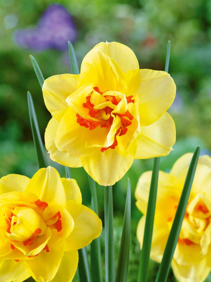 NARCISI TAHITI VASO 12CM