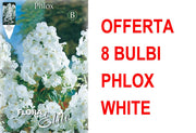 OFFERTA 8 BULBI PHLOX WHITE