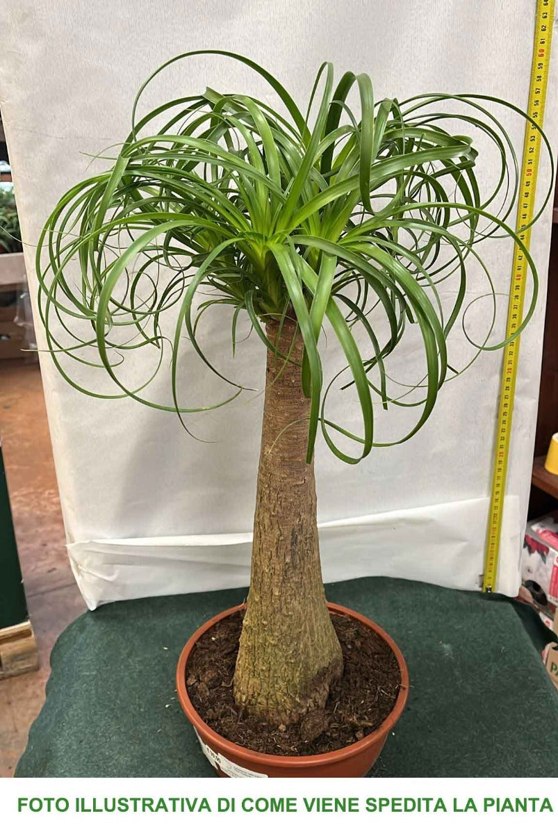 BEUCARNEA IN VASO 25CM