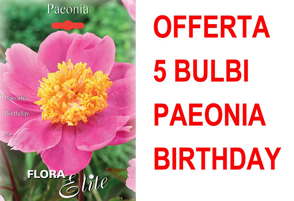 OFFERTA 5 BULBI DI PAEONIA BIRTHDAY