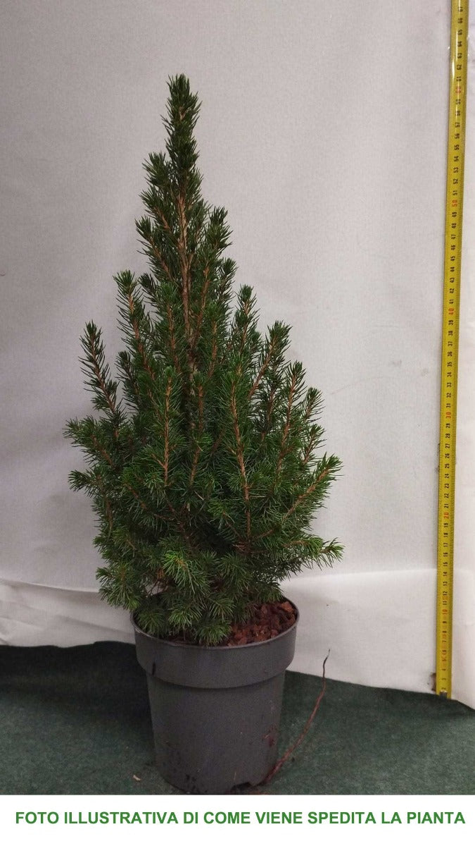 PICEA GLAUCA CONICA VASO 16CM