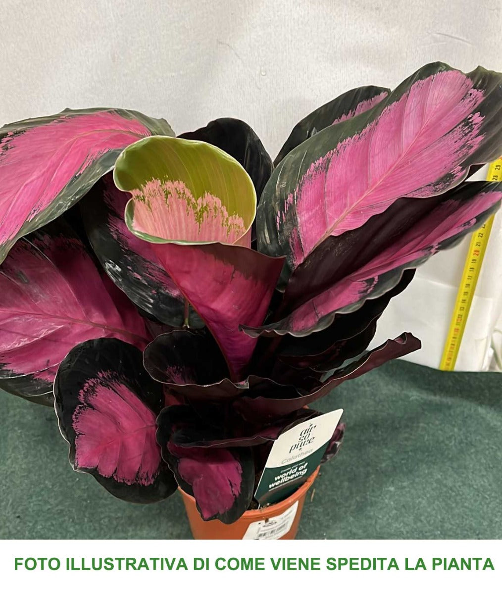 CALATHEA CRIMSON IN VASO 14CM