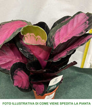 CALATHEA CRIMSON IN VASO 14CM