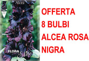 OFFERTA 8 BULBI ALCEA ROSEA NIGRA