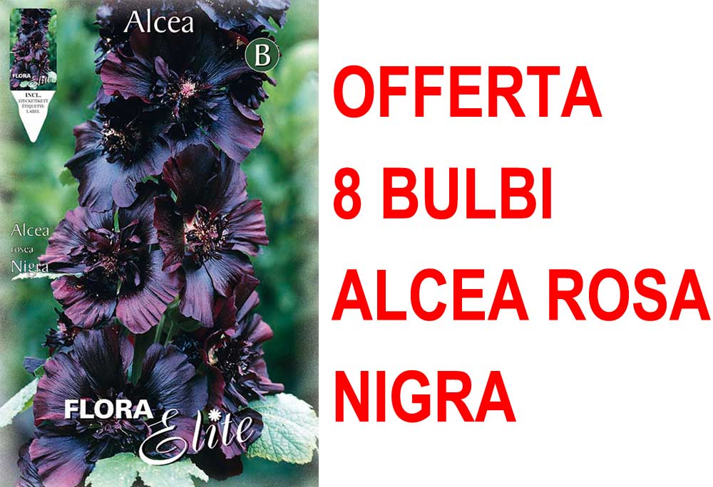OFFERTA 8 BULBI ALCEA ROSEA NIGRA