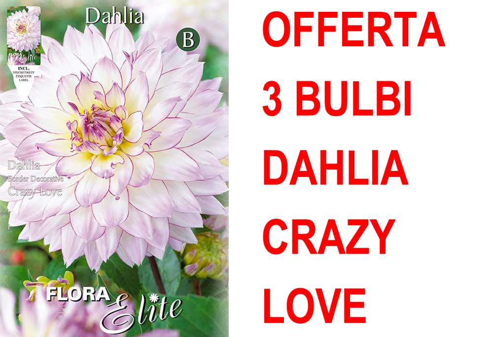 OFFERTA 3 BULBI DAHLIA DA BORDURA CRAZY LOVE