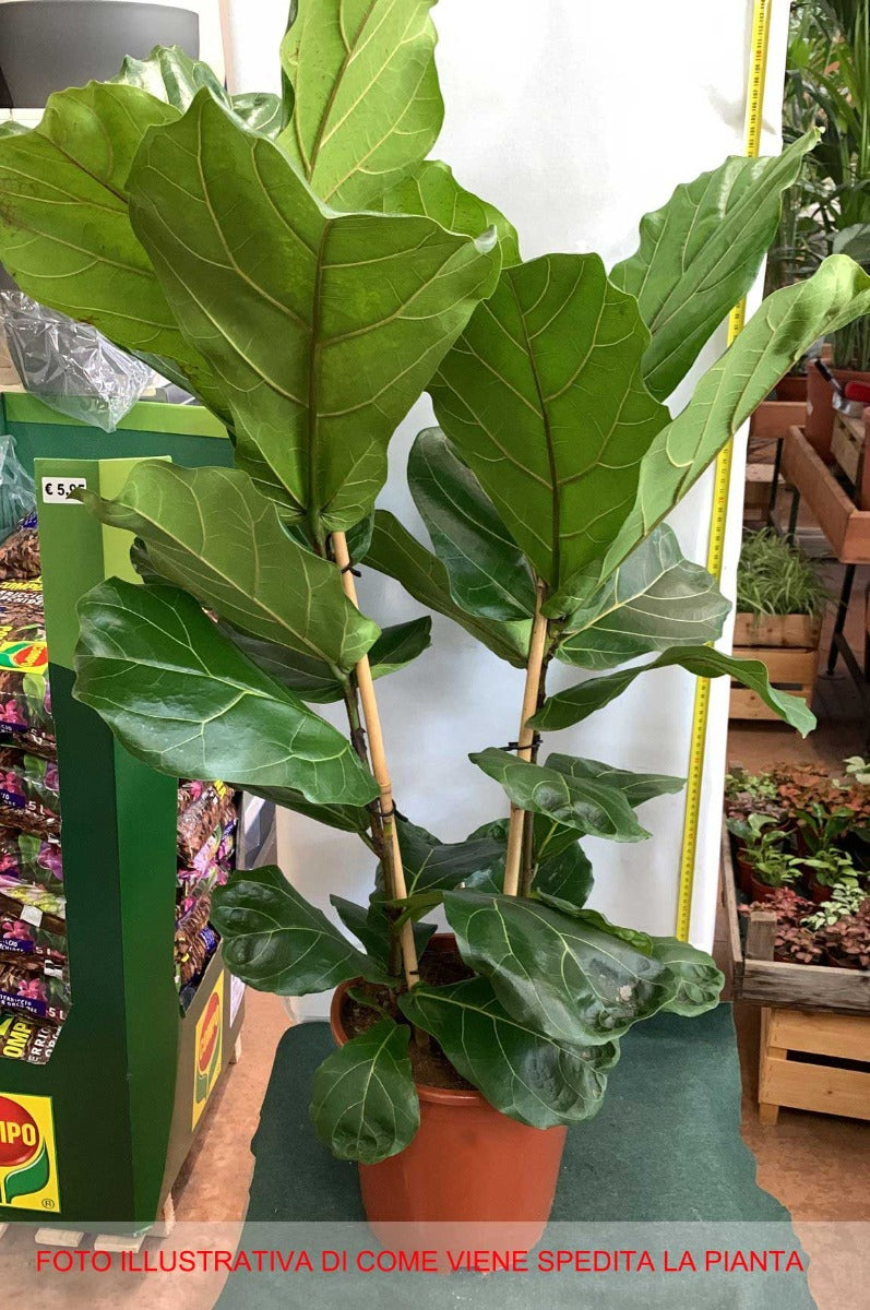 FICUS LYRATA VASO 27CM