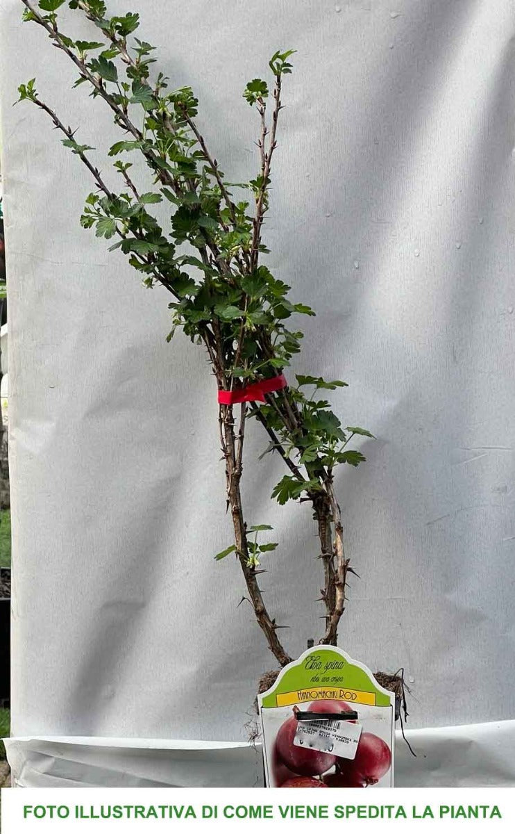 UVA SPINA VERDE HINNONMAKI ROSSA IN VASO 2 LITRI