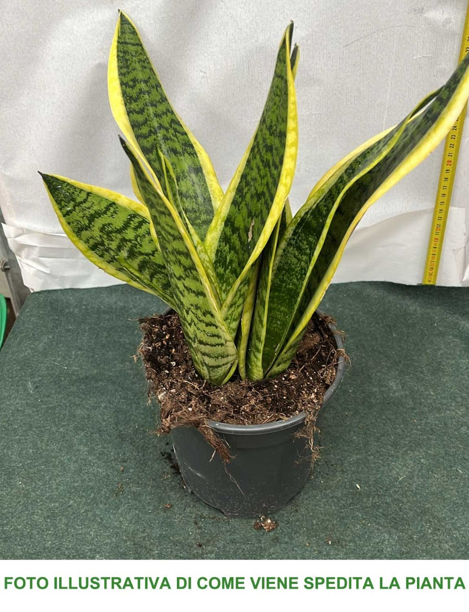 SANSEVIERIA FUTURA SUPERBA IN VASO 17CM