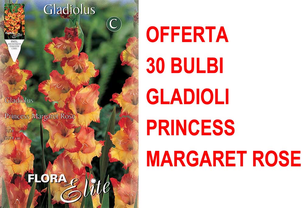 OFFERTA 30 BULBI GLADIOLI A FIORI GRANDI PRINCESS MARGARET ROSE