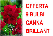 OFFERTA 9 BULBI CANNA GREEANLEAVED BRILLIANT
