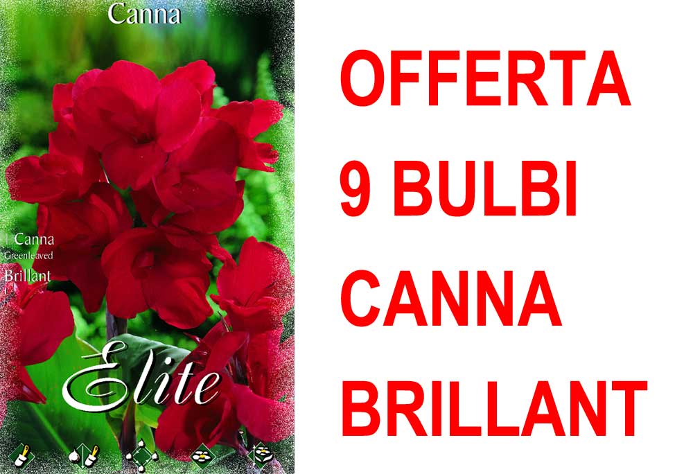 OFFERTA 9 BULBI CANNA GREEANLEAVED BRILLIANT