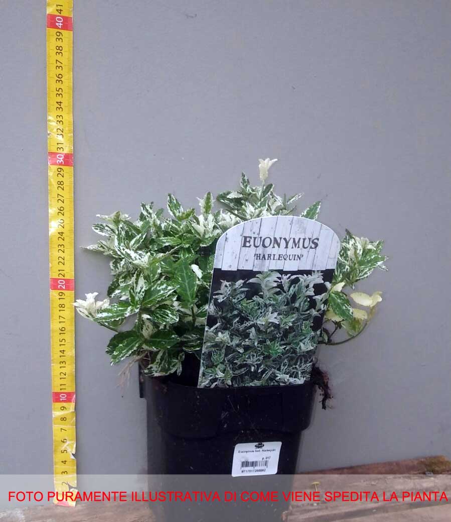 EUONYMUS FORTUNEI HARLEQUIN VASO 12CM