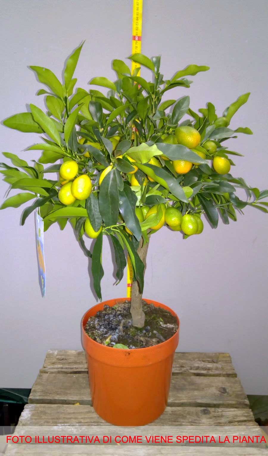 KUMQUAT MANDARINO CINESE IN VASO 22CM