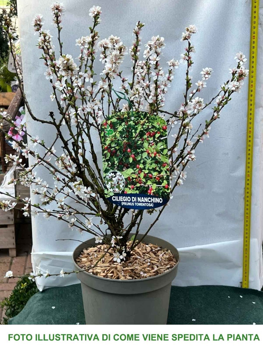PRUNUS TOMENTOSA CILIEGIO DA FIORE IN VASO 23CM