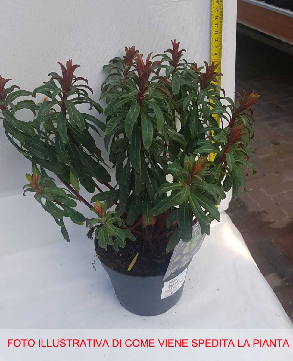 EUPHORBIA PURPUREA VASO 15CM