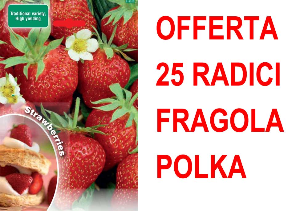 OFFERTA FRAGOLA POLKA 25 PIANTE A RADICE NUDA