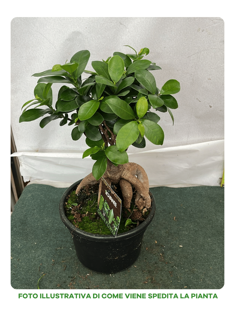 FICUS MICROCARPA GINSENG VASO 17CM