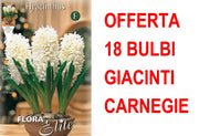 OFFERTA 18 BULBI GIACINTO CARNEGIE
