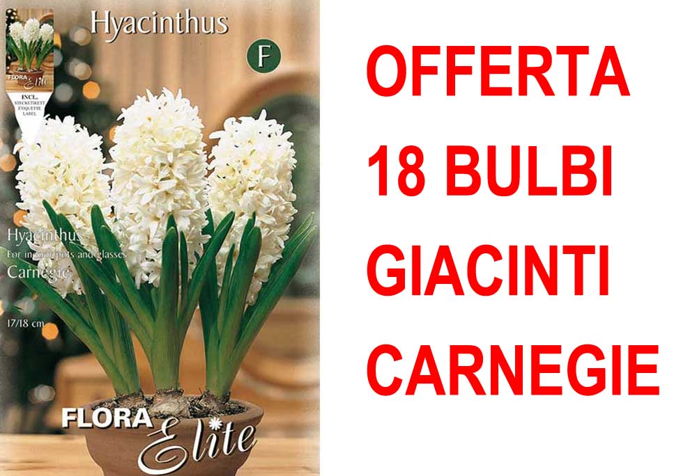 OFFERTA 18 BULBI GIACINTO CARNEGIE