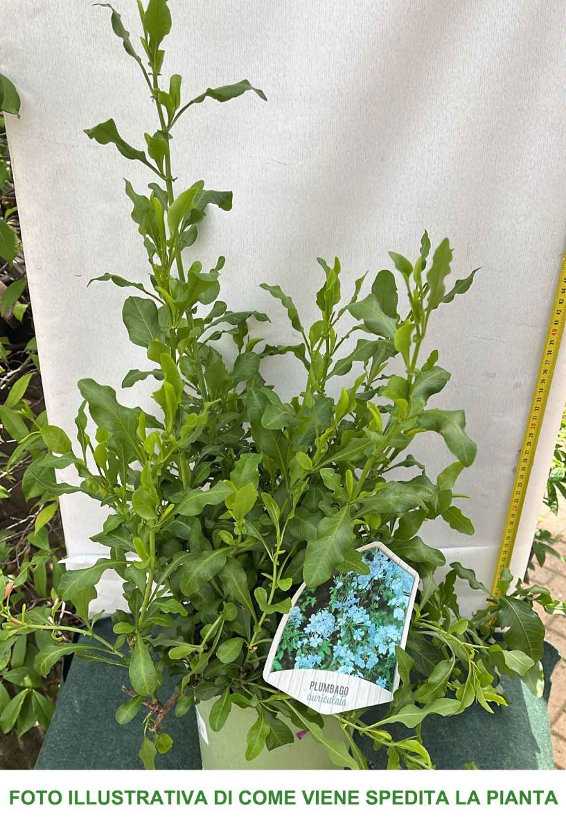 PLUMBAGO AURICOLATA VASO 19CM