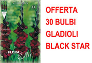 OFFERTA 30 BULBI GLADIOLI A FIORI GRANDI BACK STAR