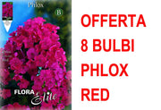 OFFERTA 8 BULBI PHLOX RED