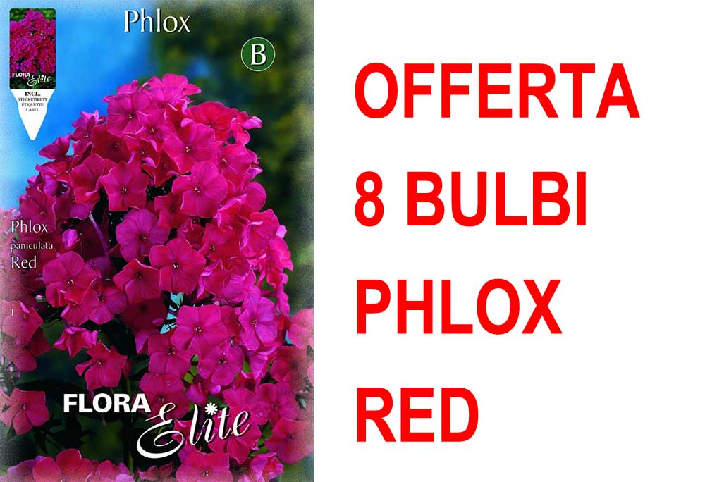 OFFERTA 8 BULBI PHLOX RED