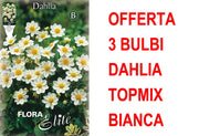 OFFERTA 3 BULBI DAHLIA TOPMIX BIANCA