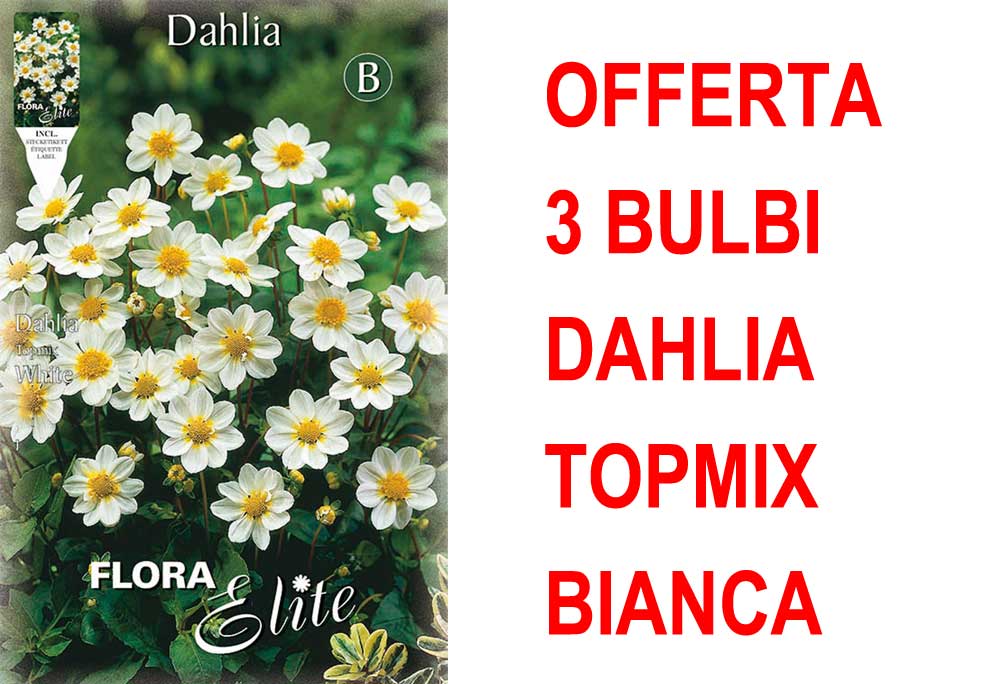 OFFERTA 3 BULBI DAHLIA TOPMIX BIANCA