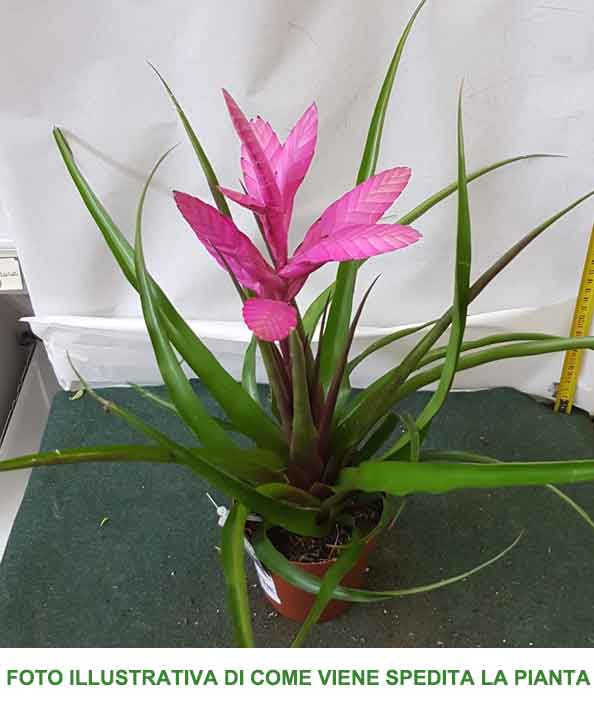TILLANDSIA ANTONIO ROSA VASO 12CM
