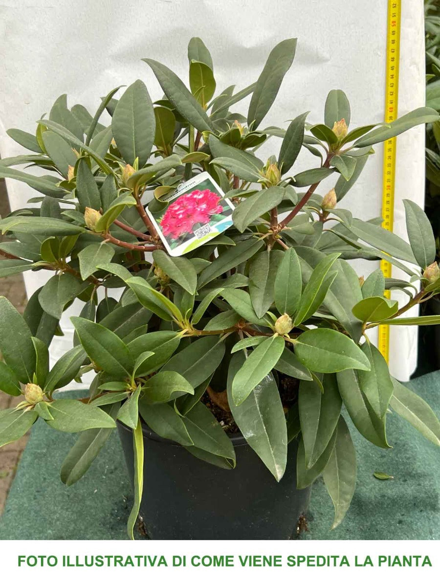 RODODENDRO MARIE FORTE ROSSO VASO 18CM