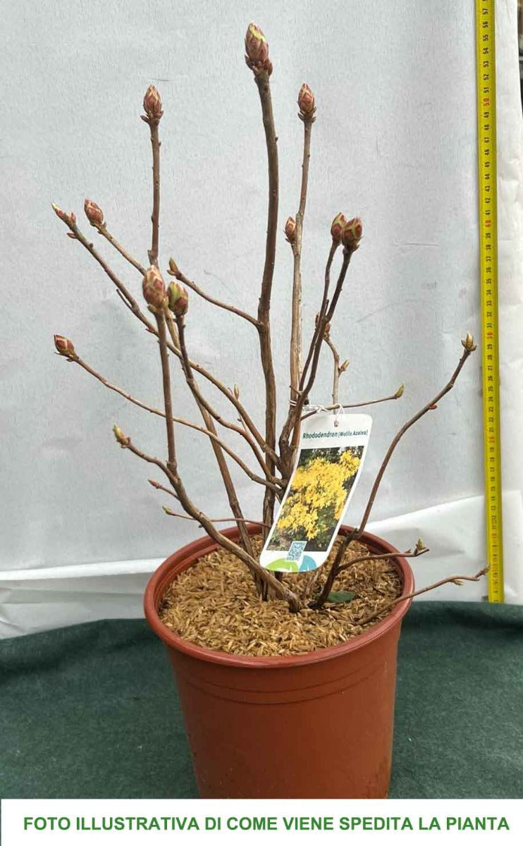 AZALEA MOLLIS GIALLA IN VASO 17CM