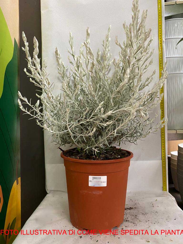 EREMOPHILA NIVEA VASO 24CM