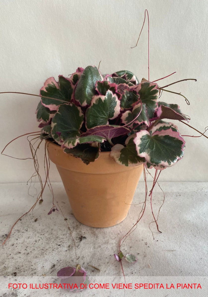 SAXIFRAGA STOLONIFERA IN VASO 12CM