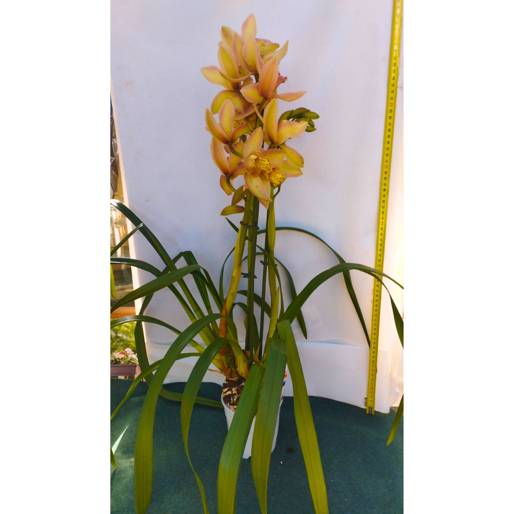 ORCHIDEA CYMBIDIUM GIALLO E ROSA VASO 12CM