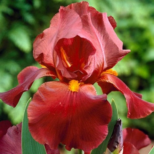 IRIS GERMANICA SULTAN PALACE IN VASO 17CM