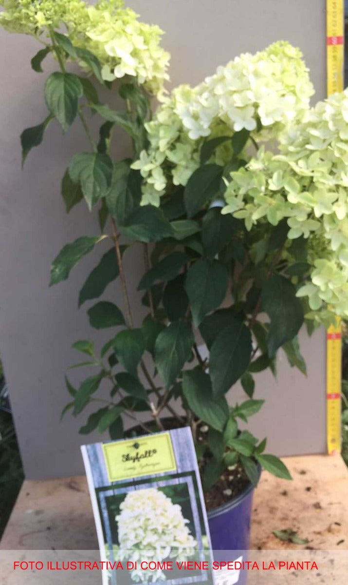 ORTENSIA HYDRANGEA PANICULATA SKYFALL LOVELY VASO 18CM
