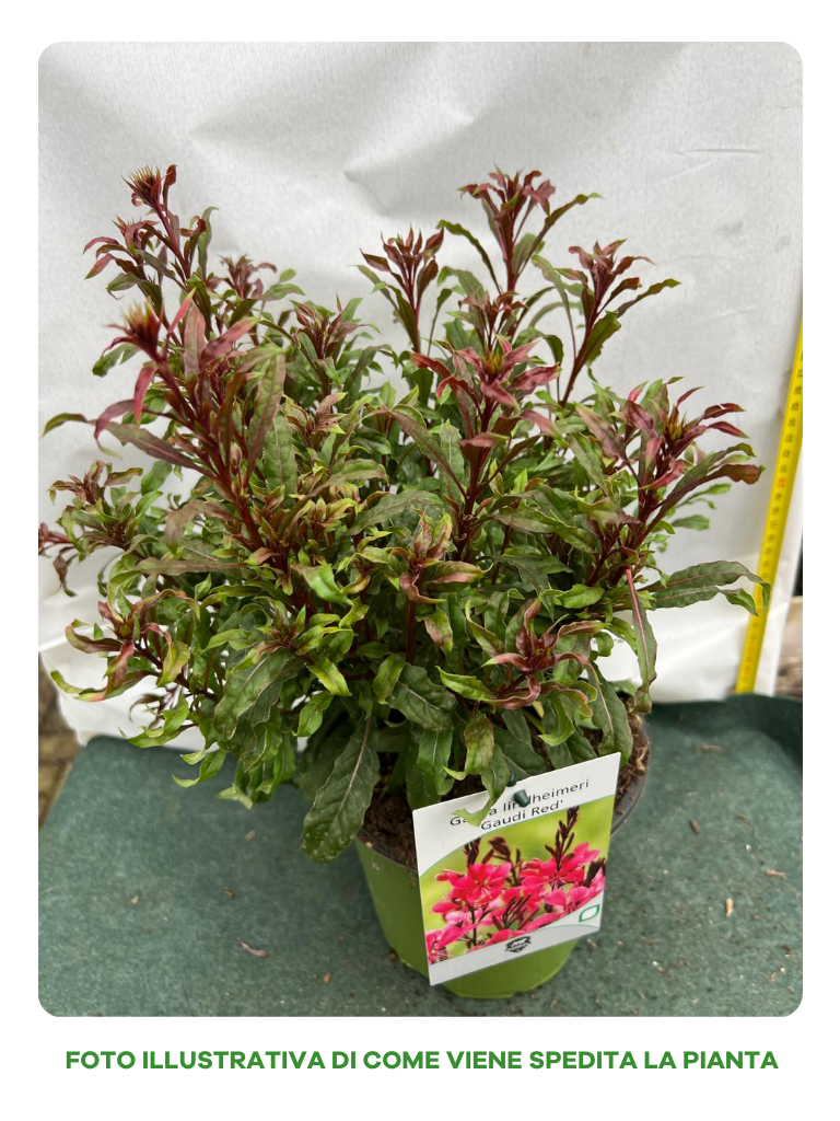 GAURA LINDHEIMERII GAUDI RED VASO 17CM