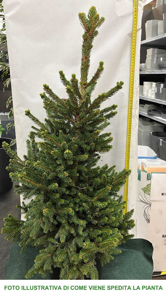 PICEA ABIES WILL'S ZWERG GOLD IN VASO 26CM