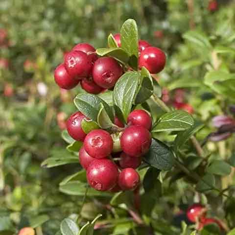 MIRTILLO AMERICANO CRANBERRY VASO 2 LITRI